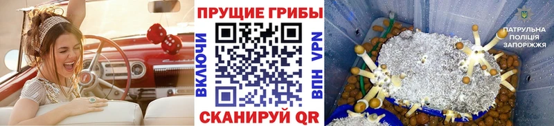 Псилоцибиновые грибы Cubensis где можно купить наркотик Чапаевск